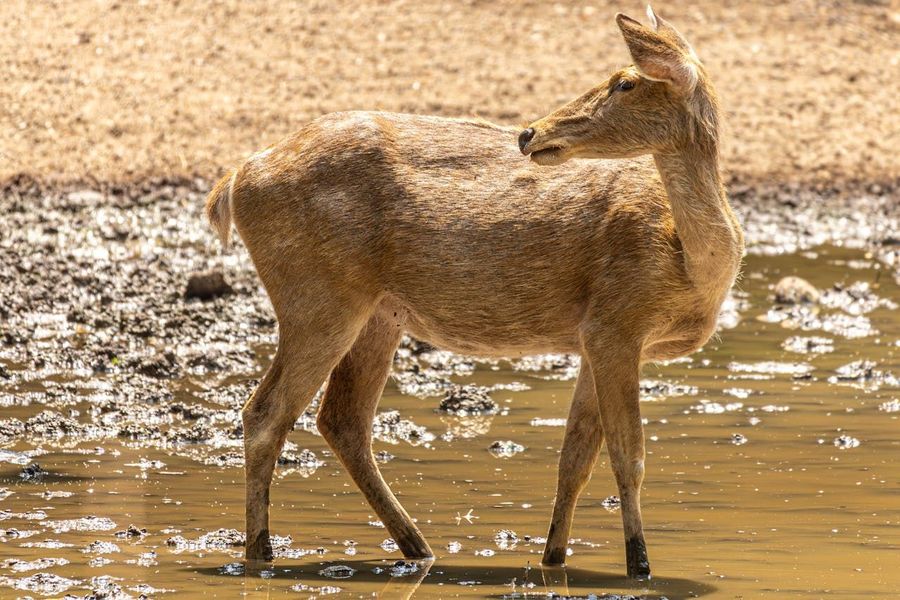 Simlipal National Park highlight