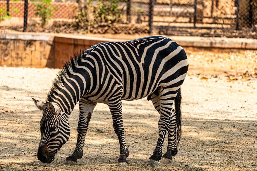 Jungle Safari at Sardar Patel Zoological Park