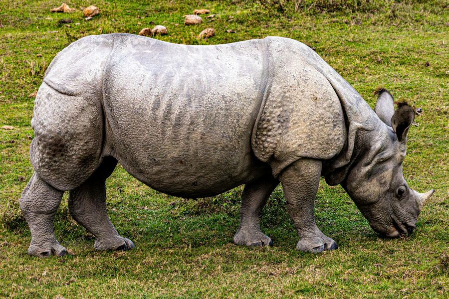One-Horned Rhino Encounter