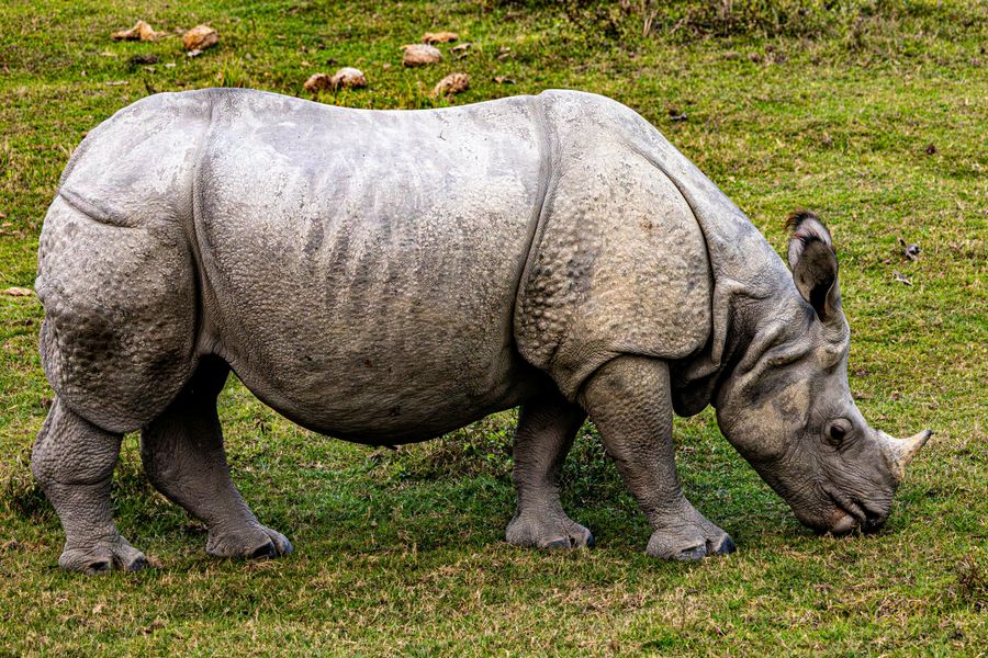 Rhino and Tiger Sightings