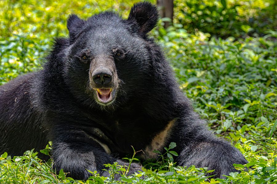 Sloth Bear Territory