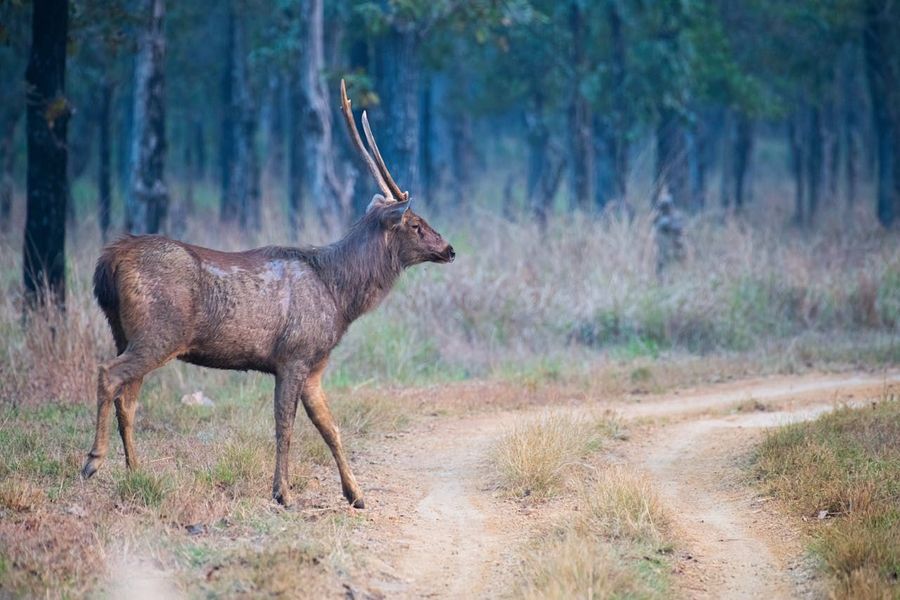 Bandhavgarh National Park highlight