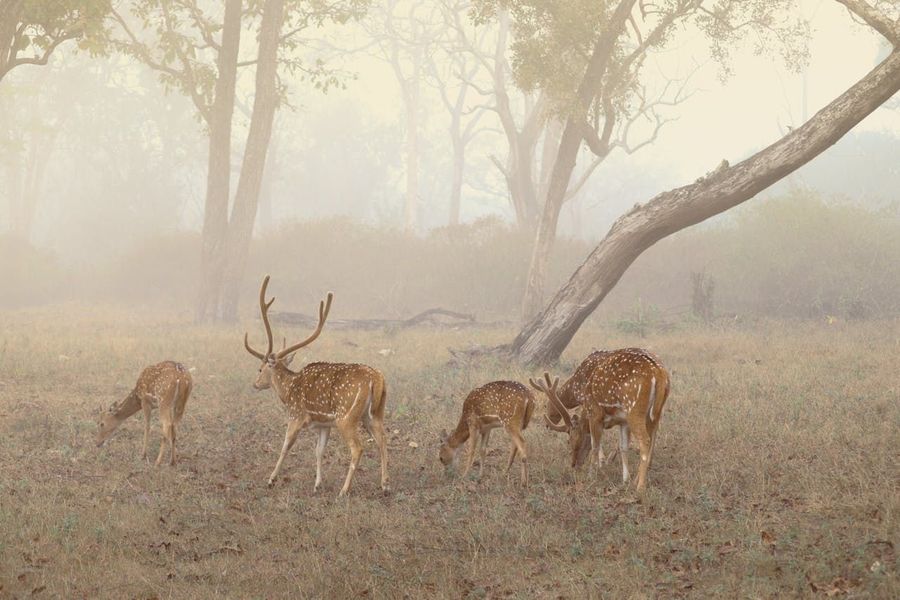 Kabini National Park highlight