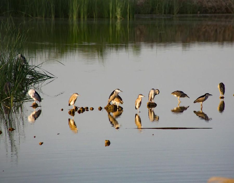 Ranganathittu Bird Sanctuary highlight