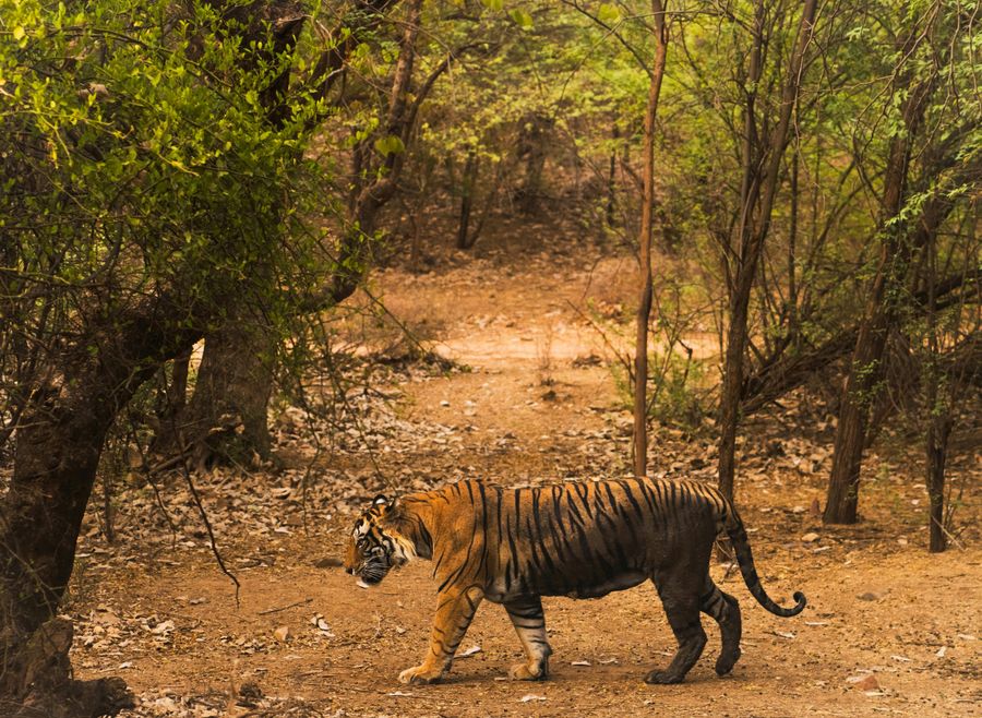 Betla National Park highlight