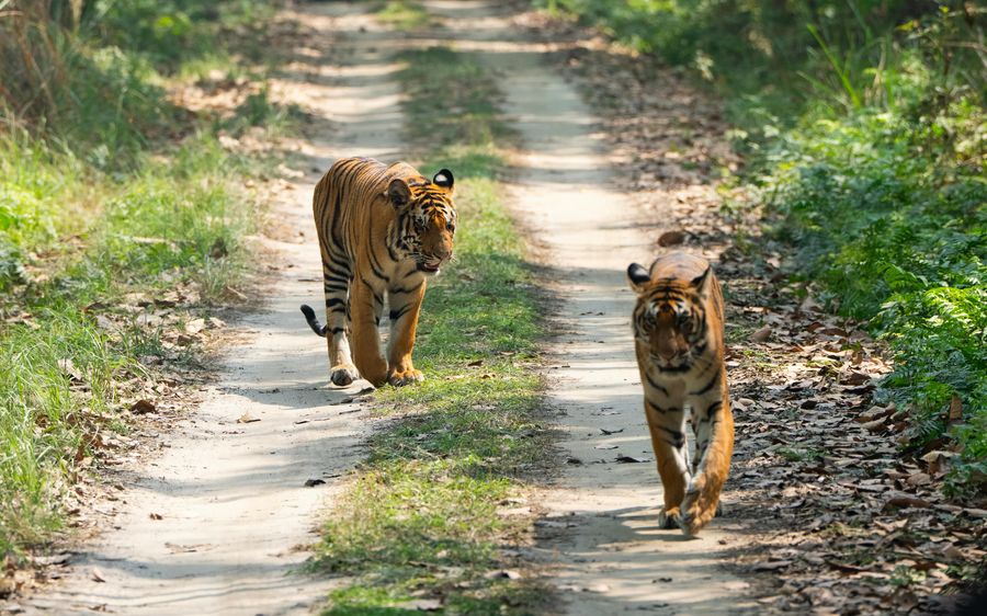Jim Corbett National Park highlight