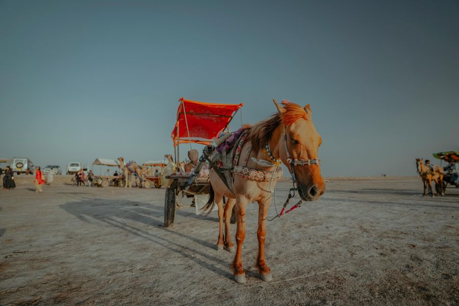 Wild Ass Safari at Little Rann