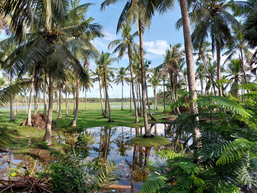 L'Union Estate Coconut Plantation