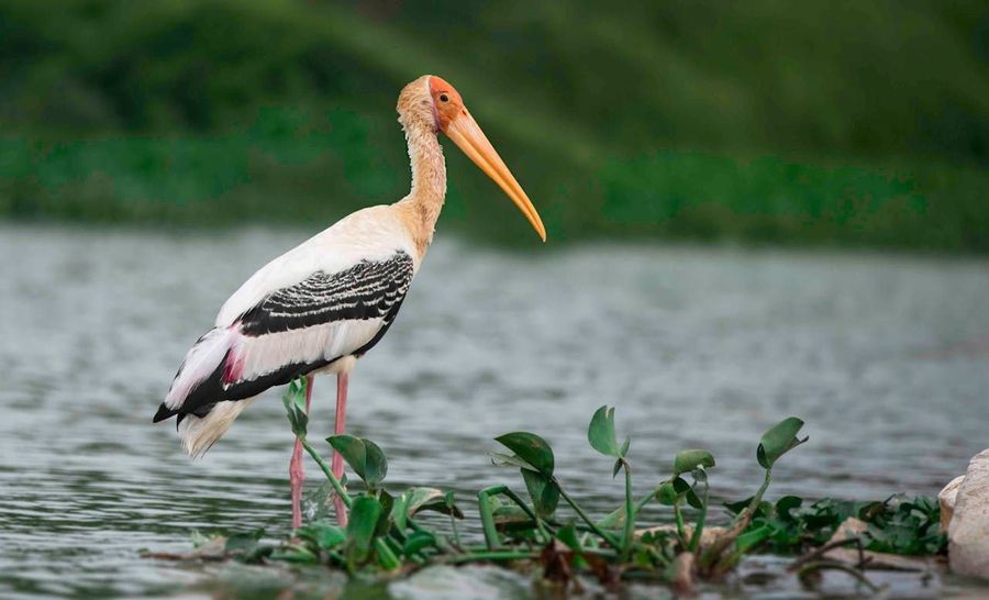 Ranganathittu Bird Sanctuary highlight