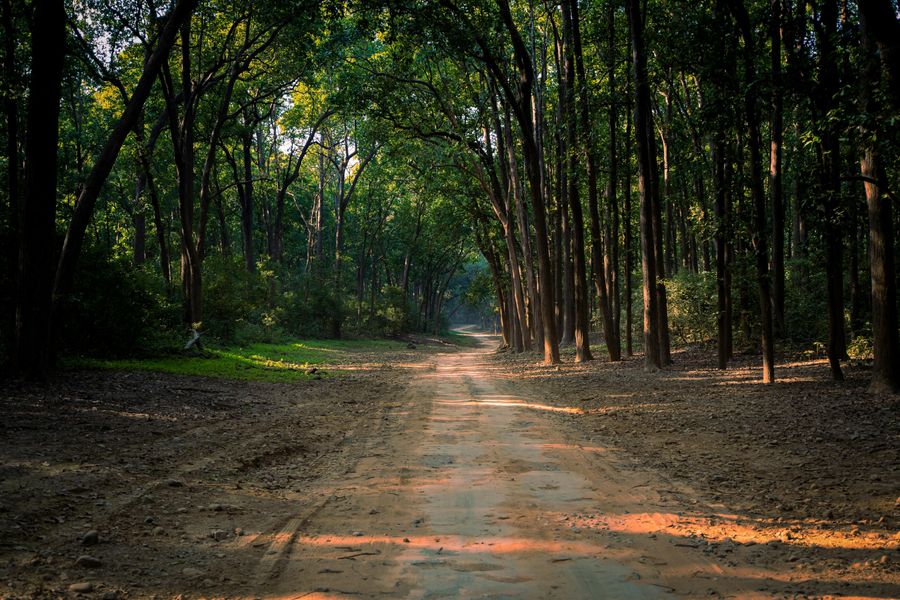 Wildlife Walk in Chail Sanctuary