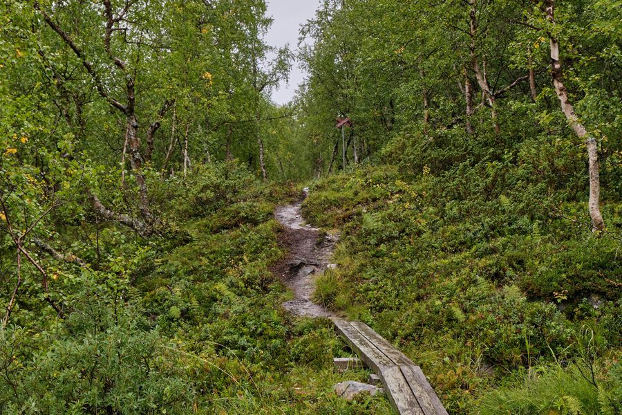 Forest Approach