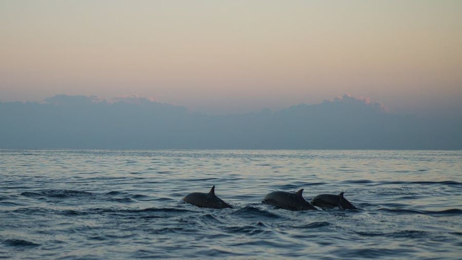 Irrawaddy Dolphin Sightings