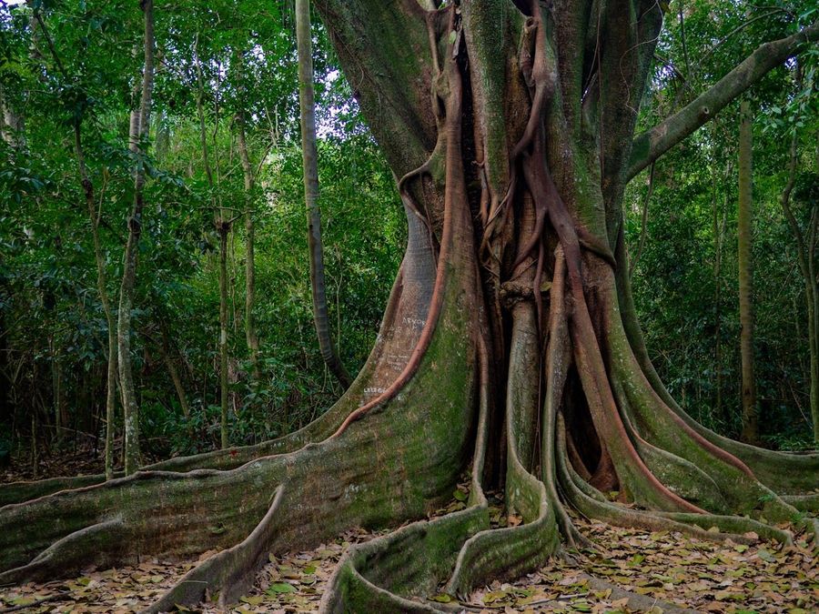 Banyan of Krishna