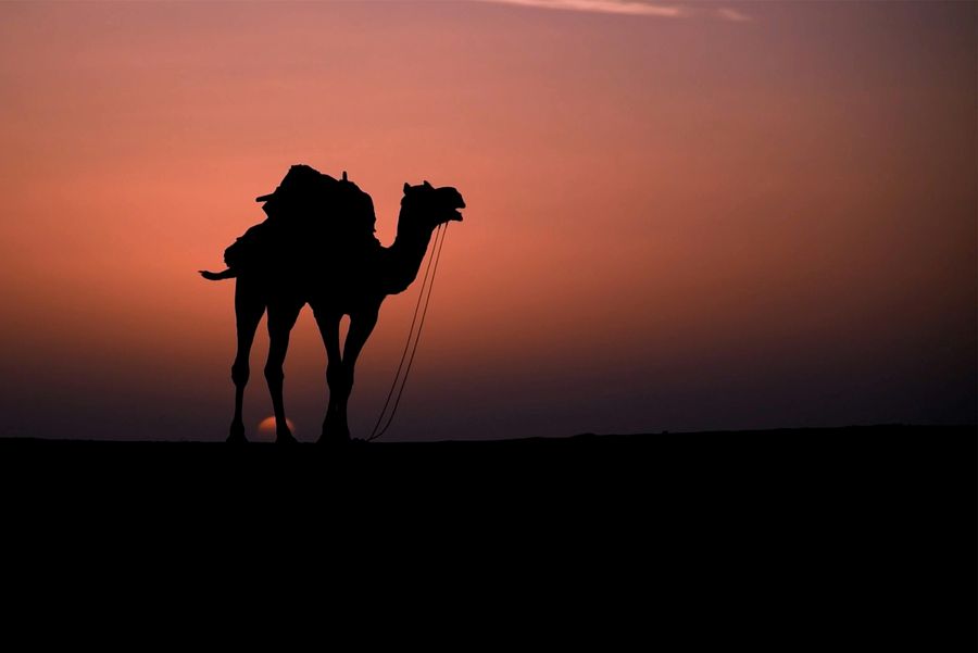 Bikaner highlight