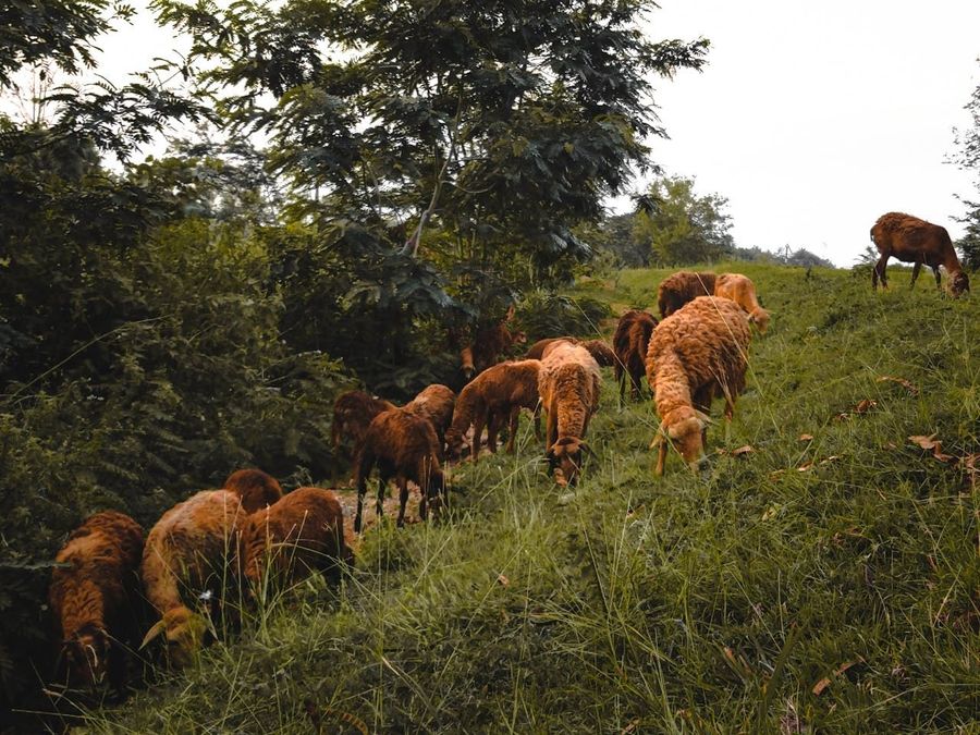 Katezari Open Grasslands