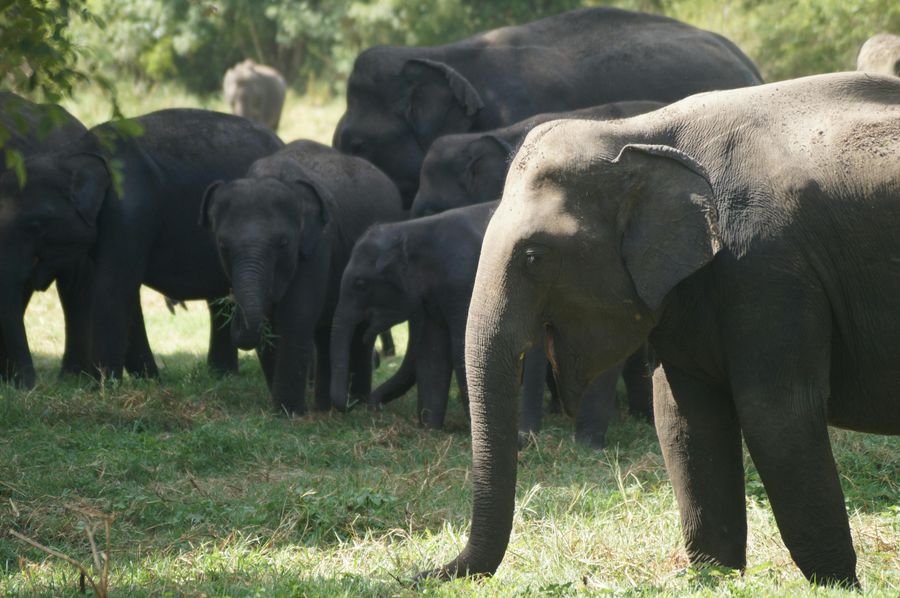 Elephant Herd Sightings