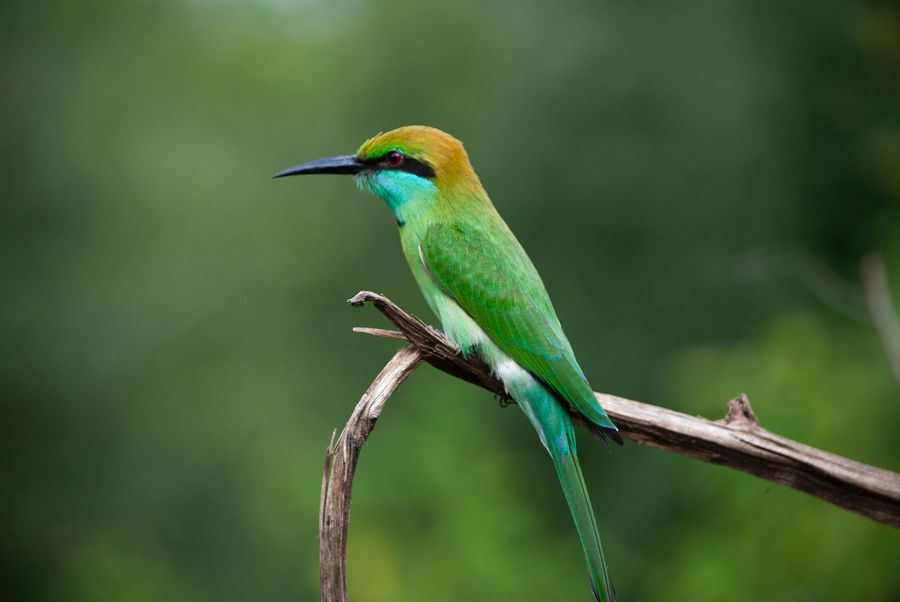 Bandipur National Park highlight