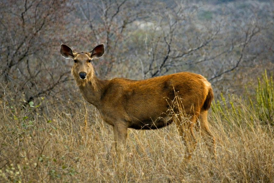 Gir National Park highlight
