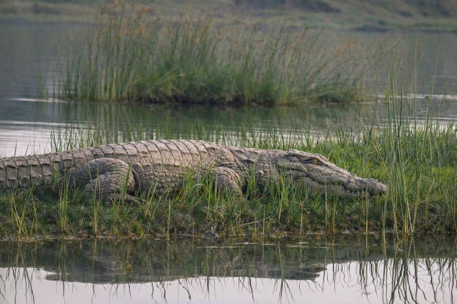 Marsh Crocodile Banks