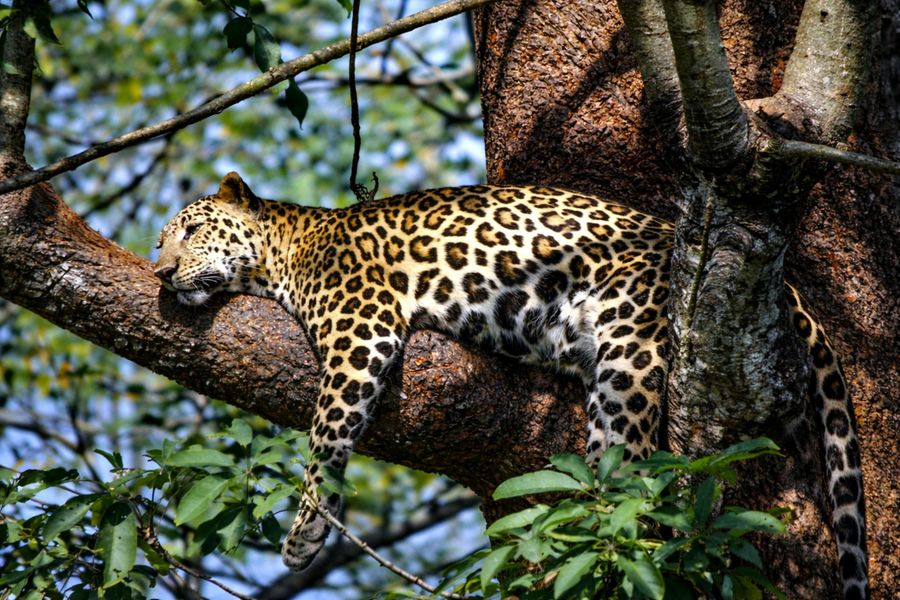 Multiple Day Safari Trip