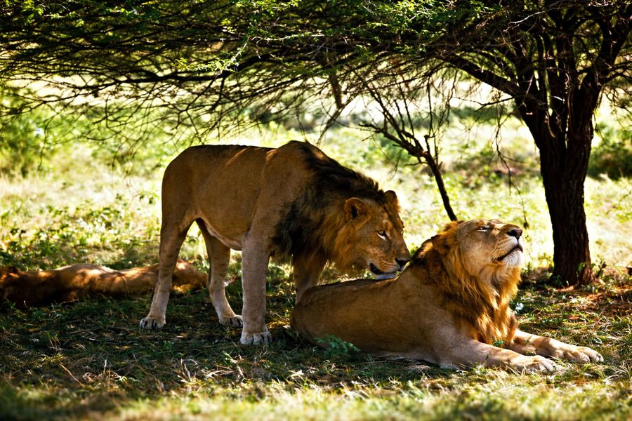 Guaranteed Lion Zone