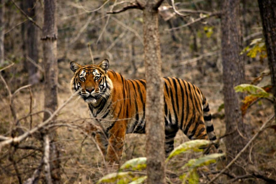 Dudhwa Safari