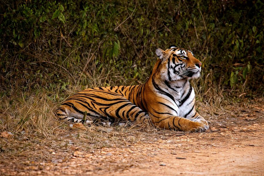 Bandipur National Park highlight