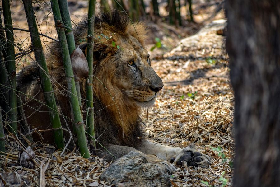 Gir National Park highlight