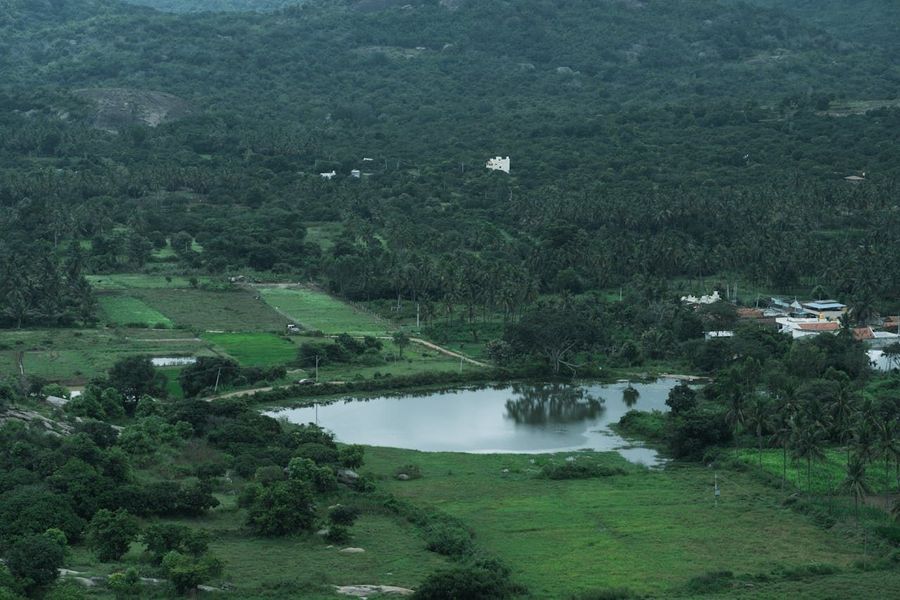 Forest Setting