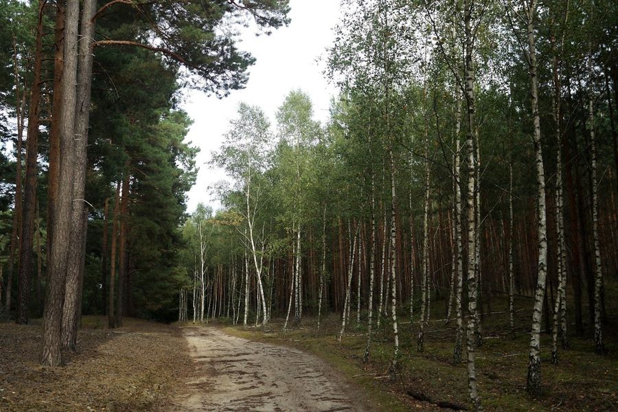 Pine-Birch Forest