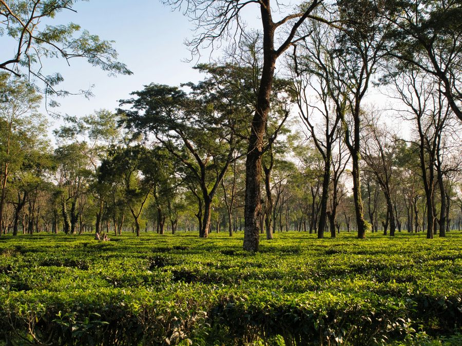Visit Kausani Tea Estate
