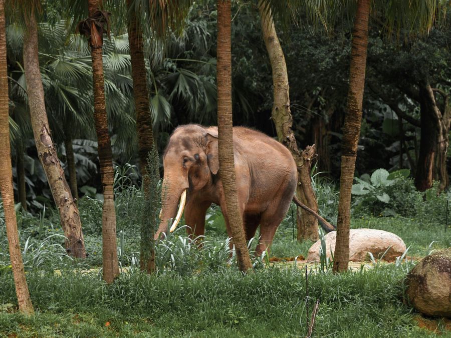 Betla National Park highlight