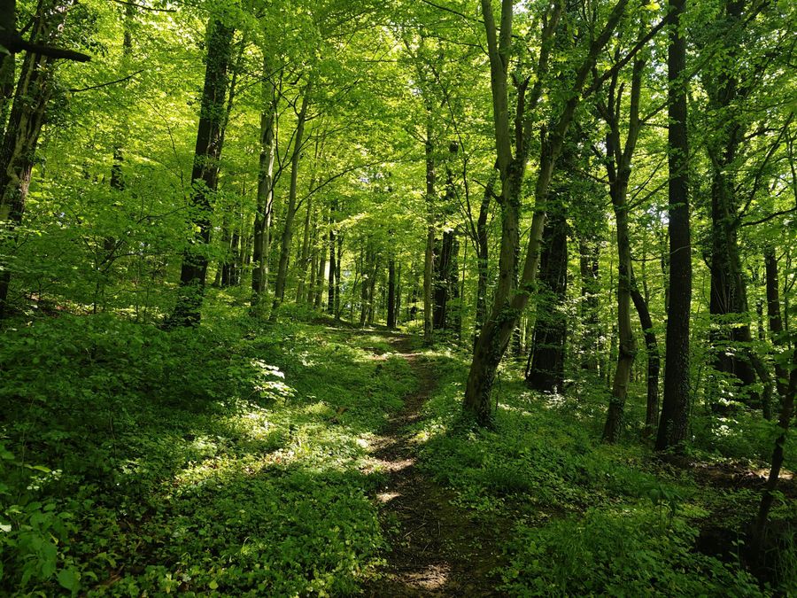 Forest Walks