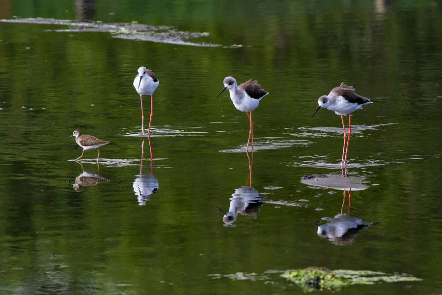 Dudhwa National Park highlight