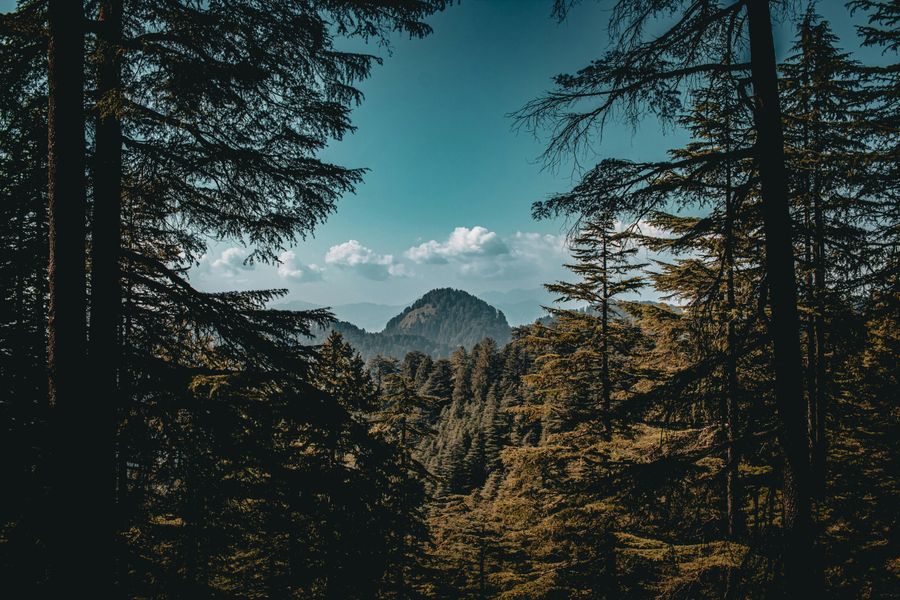 Deodar Approach Trail