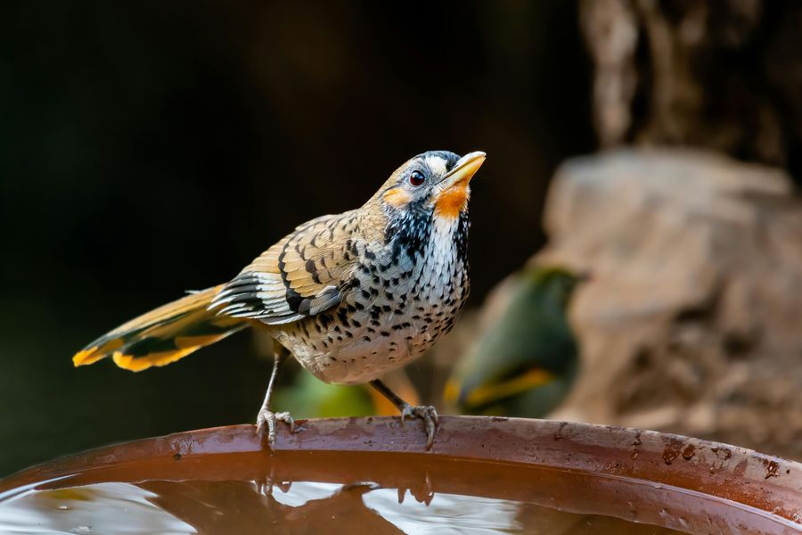 Sattal Bird Hides