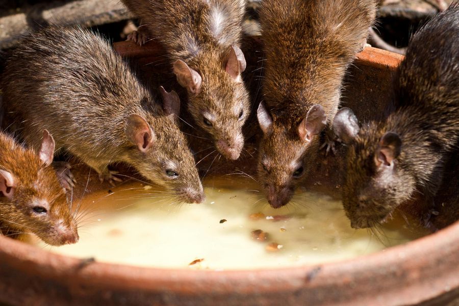 Sacred Rats
