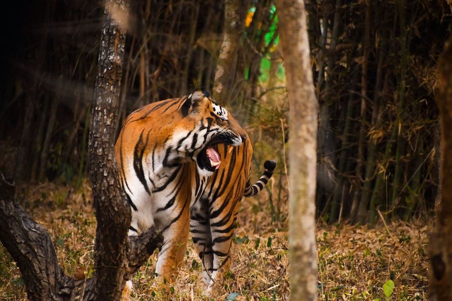Maya Tigress Territory