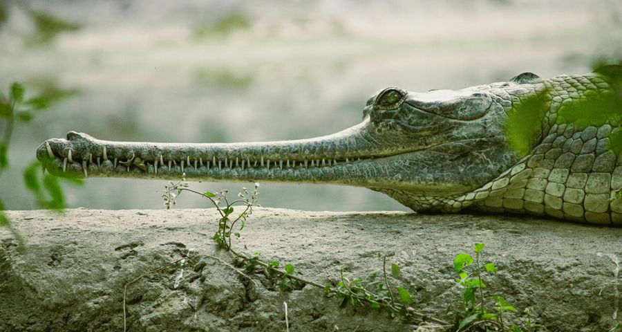 Gharial Crocodile Sightings