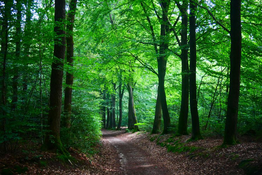 Rangapahar Reserve Forest