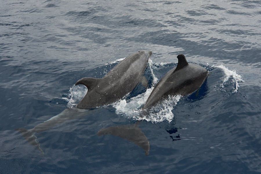 Satpada Dolphin Safari