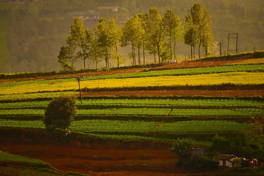 How to Book a Trip from Bangalore to Ooty: Bangalore to Ooty Travel Guide