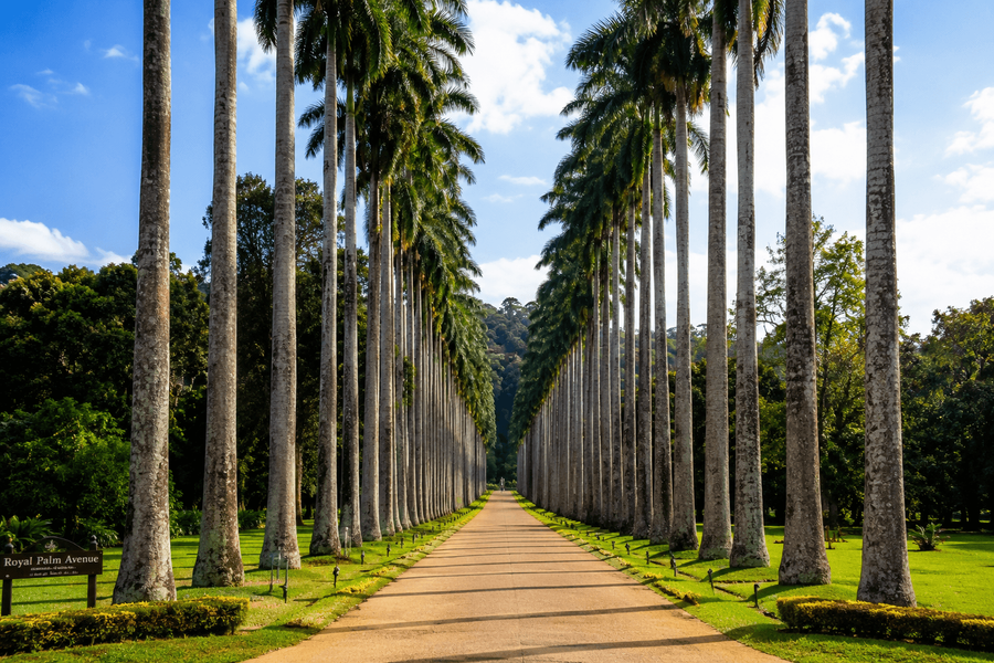 Royal Palm Avenue