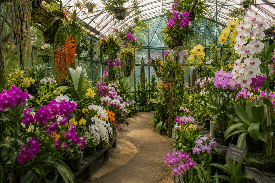 Orchid house