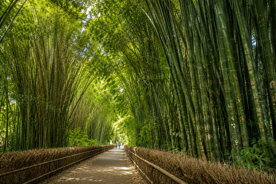 Massive bamboo grove