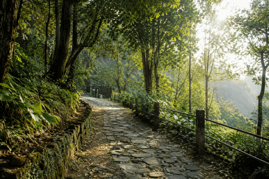 Forest approach walk