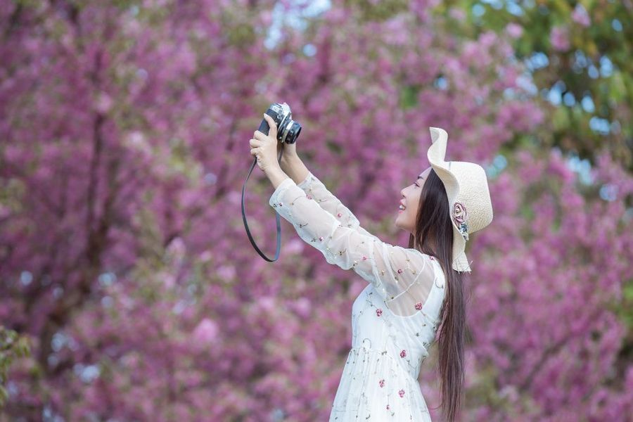 Why March is the Best Time to Experience the Snow and Sakura Blend in Japan