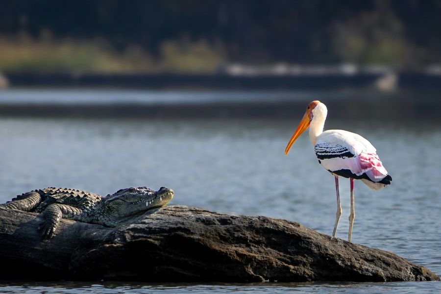 Ranganathittu Bird Sanctuary highlight