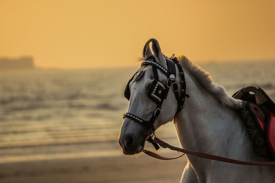 Alibaug highlight