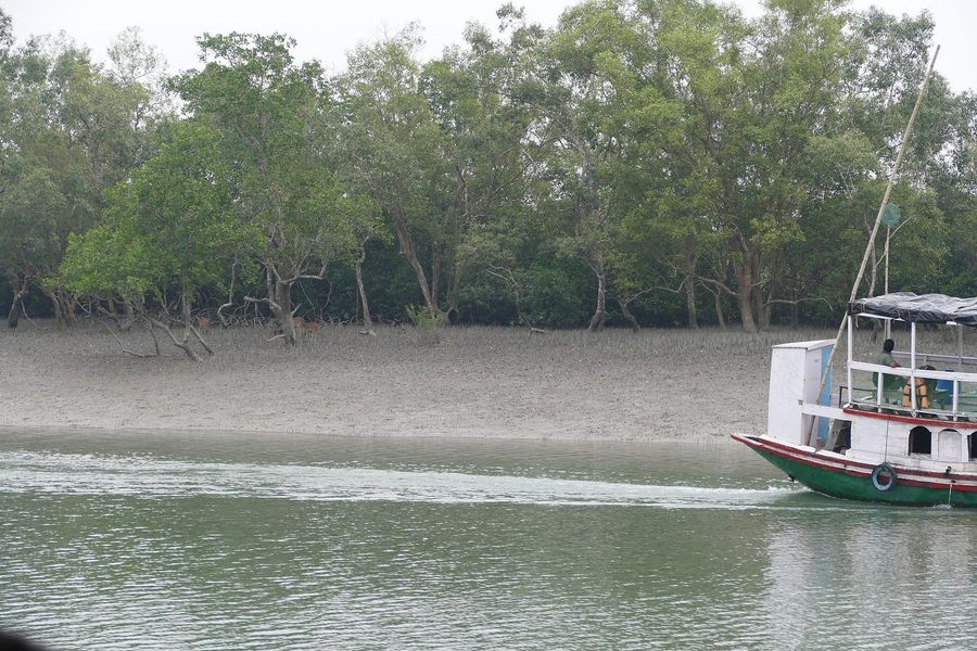 Sundarbans Boat Safari